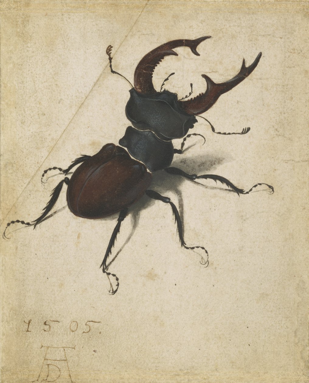 Cervo volante da Albrecht Dürer
