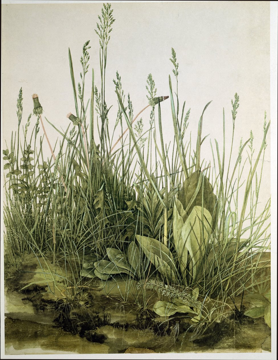 Il grande pezzo di zolla da Albrecht Dürer or Duerer