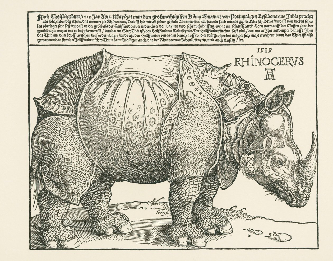 Il Rinoceronte da Albrecht Dürer or Duerer
