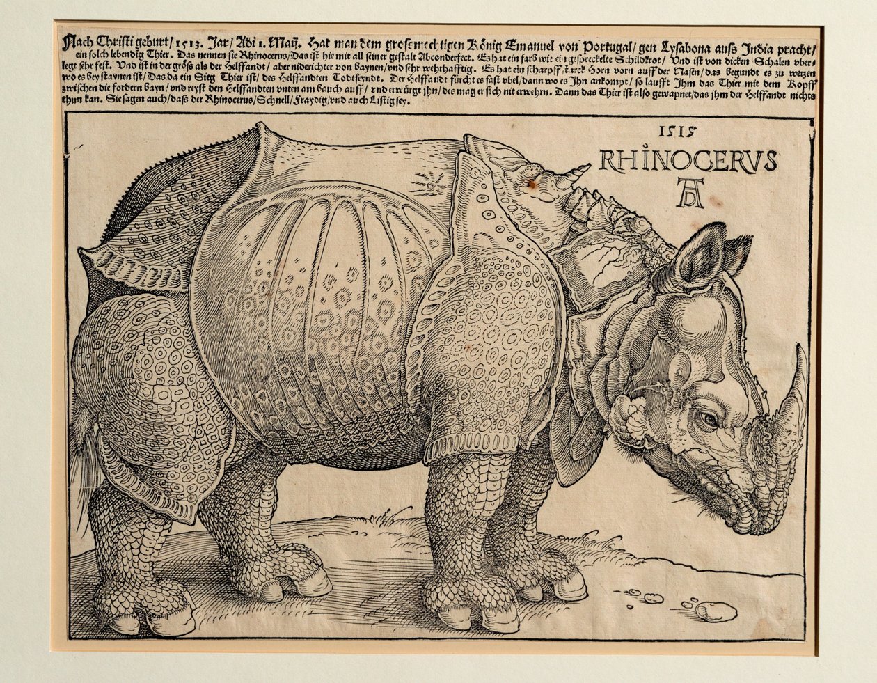 Il Rinoceronte da Albrecht Dürer or Duerer