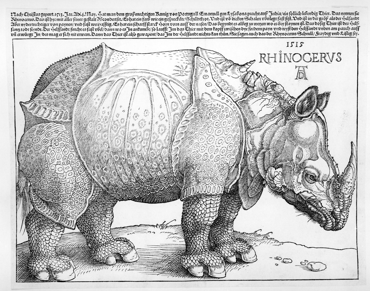 Il Rinoceronte da Albrecht Dürer