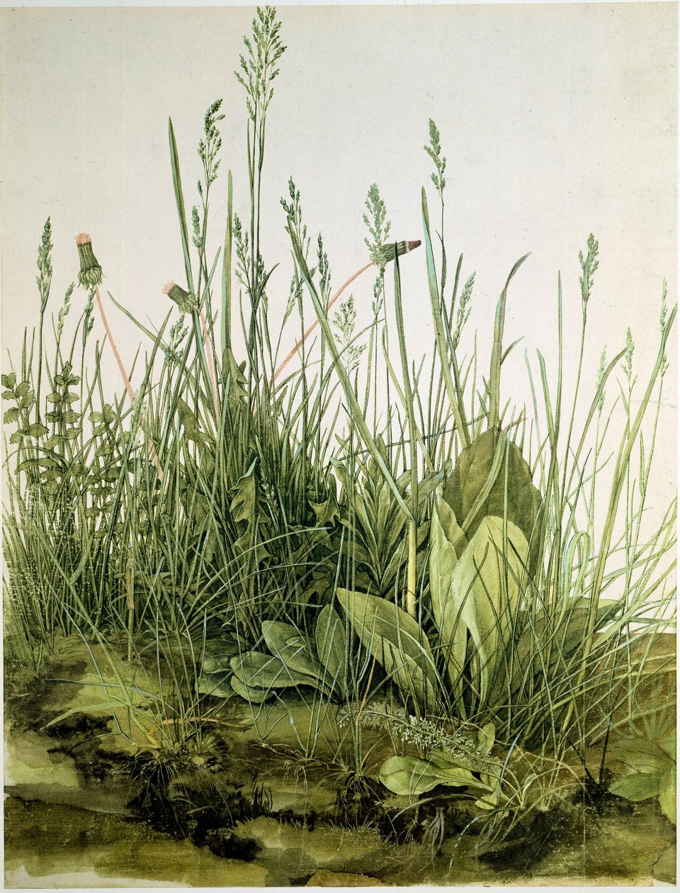 Il prato con erbe selvatiche da Albrecht Dürer