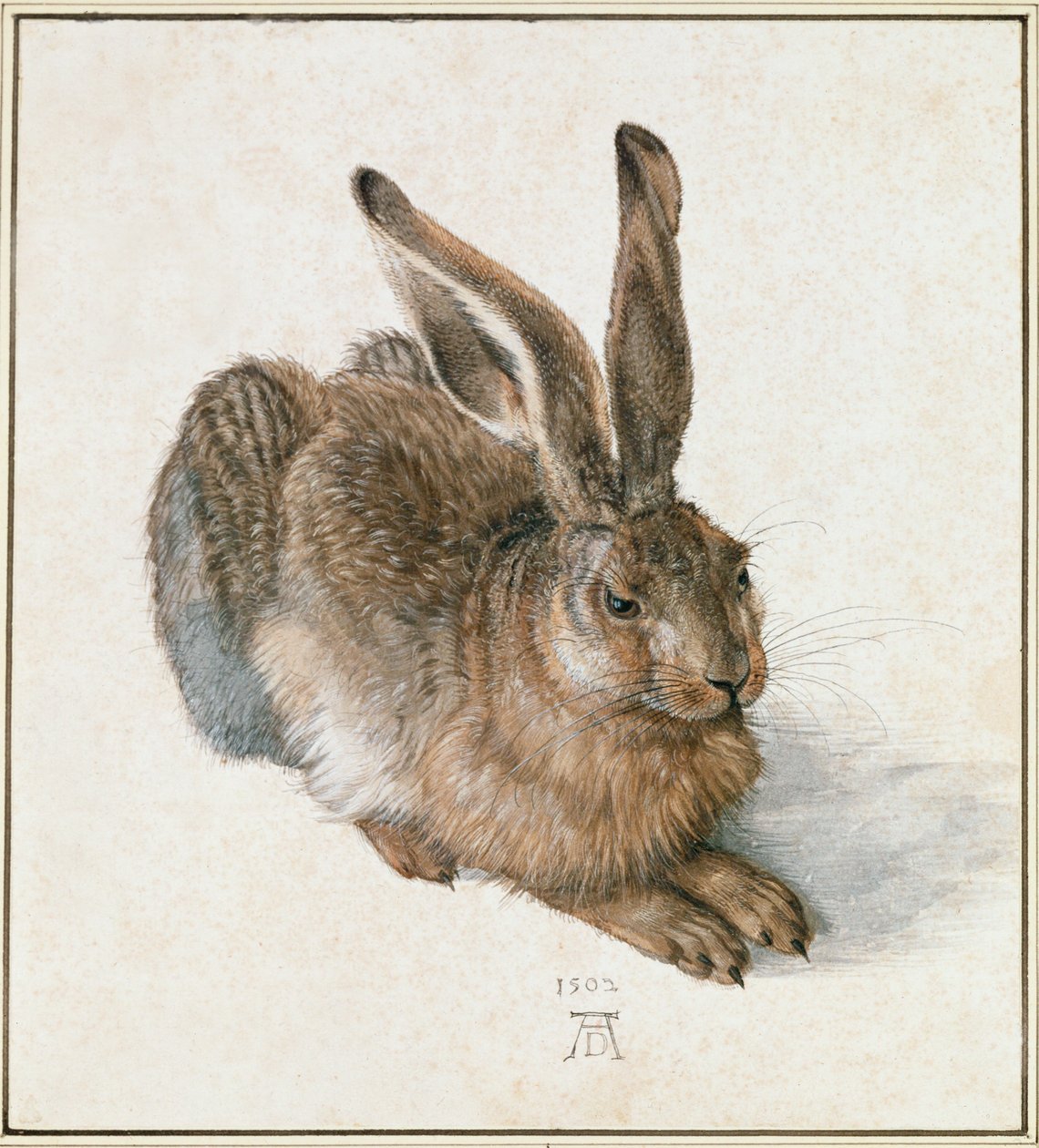Giovane lepre da Albrecht Dürer or Duerer
