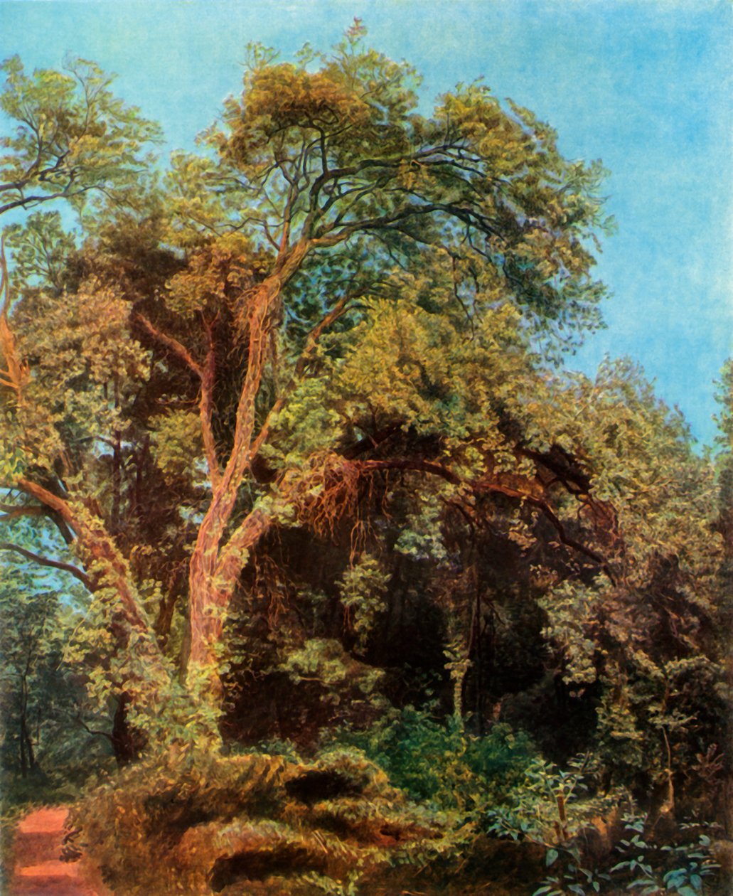 Albero nel parco, metà XIX secolo, 1965 da Aleksandr Ivanov
