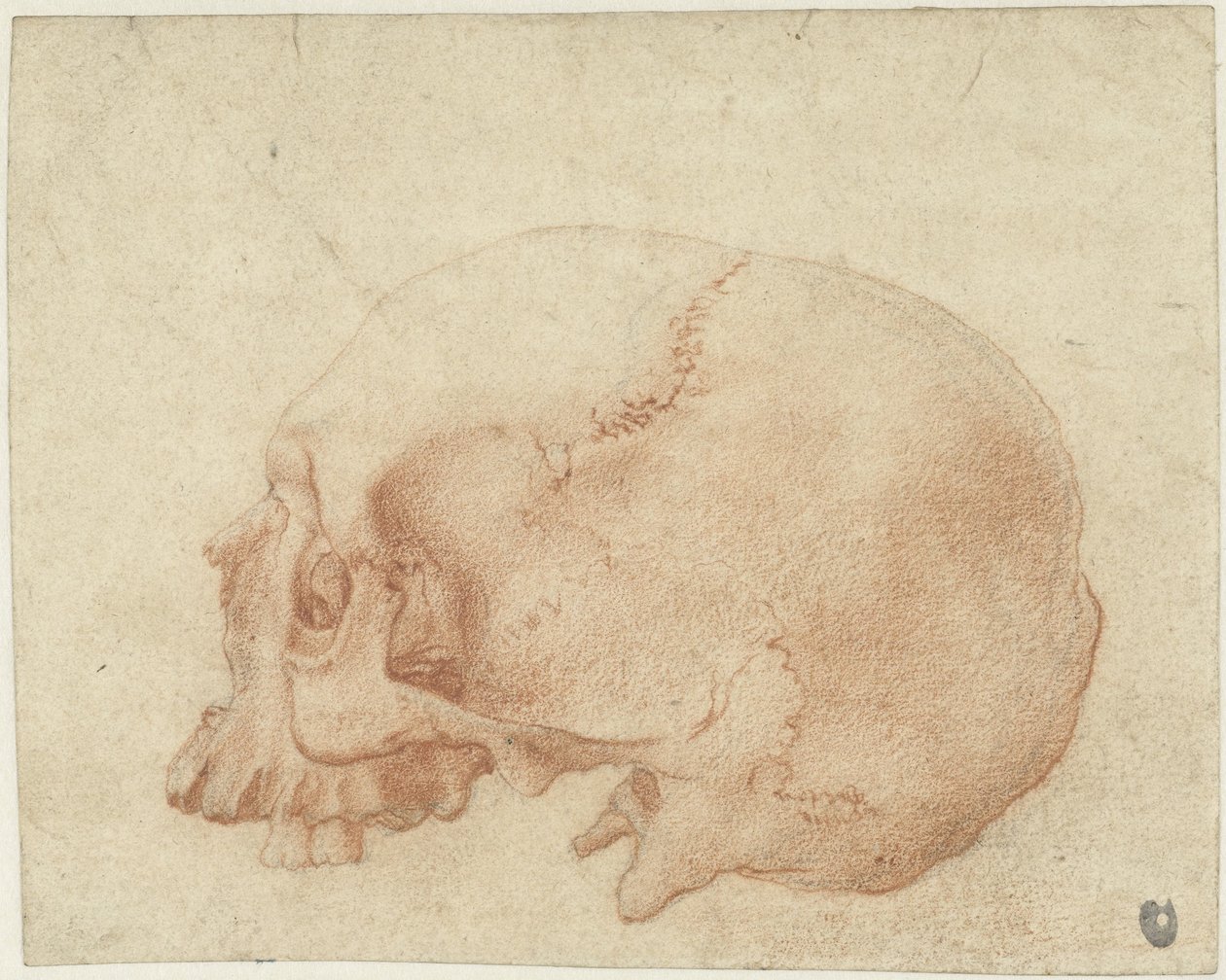 Studio di un cranio da Alessandro Allori
