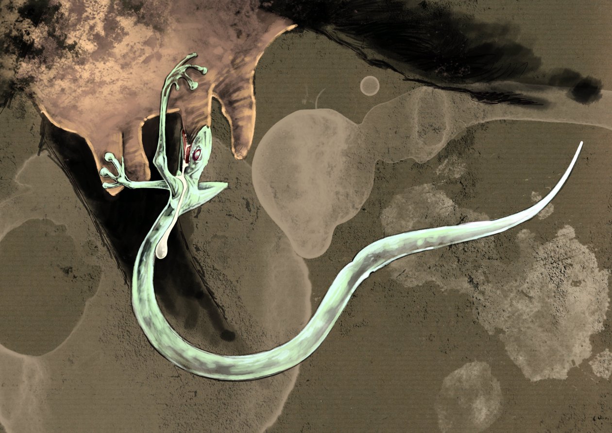Mostri fantastici e creature, criptozoologia: rappresentazione di un Tatzelworm (o verme a zampe o arassas) Disegno di Alessandro Lonati, 2012 da Alessandro Lonati
