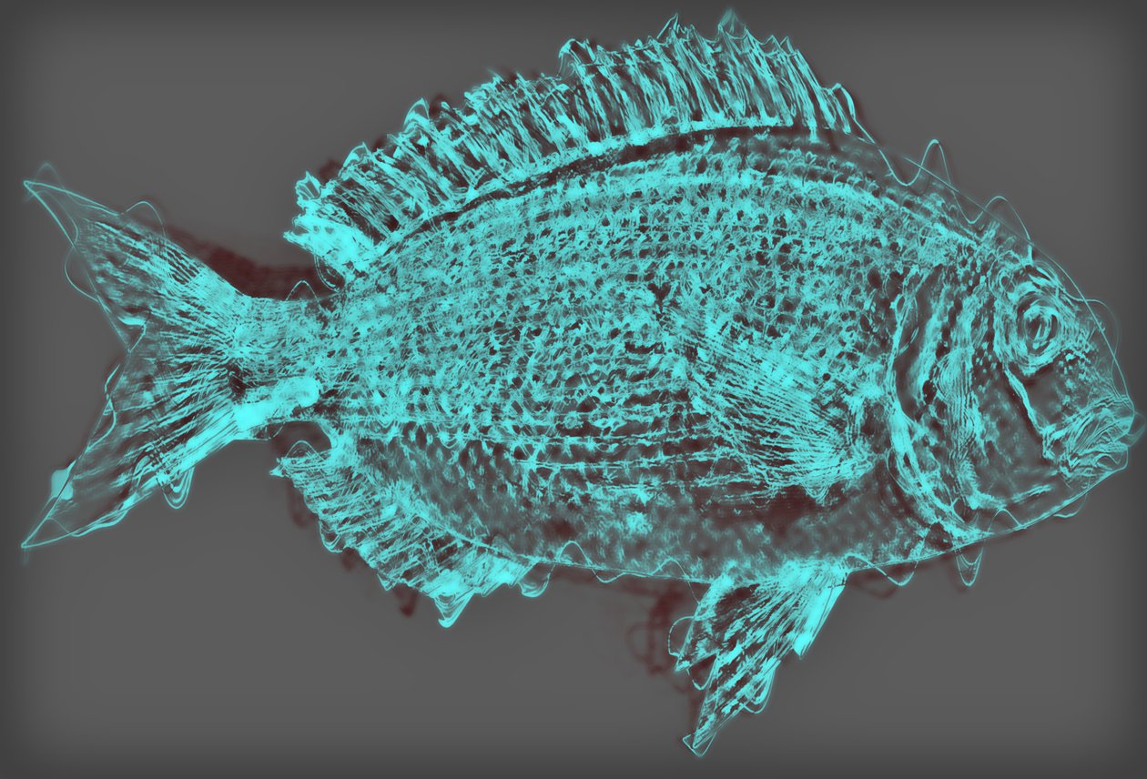 Pesce II da Alex Caminker