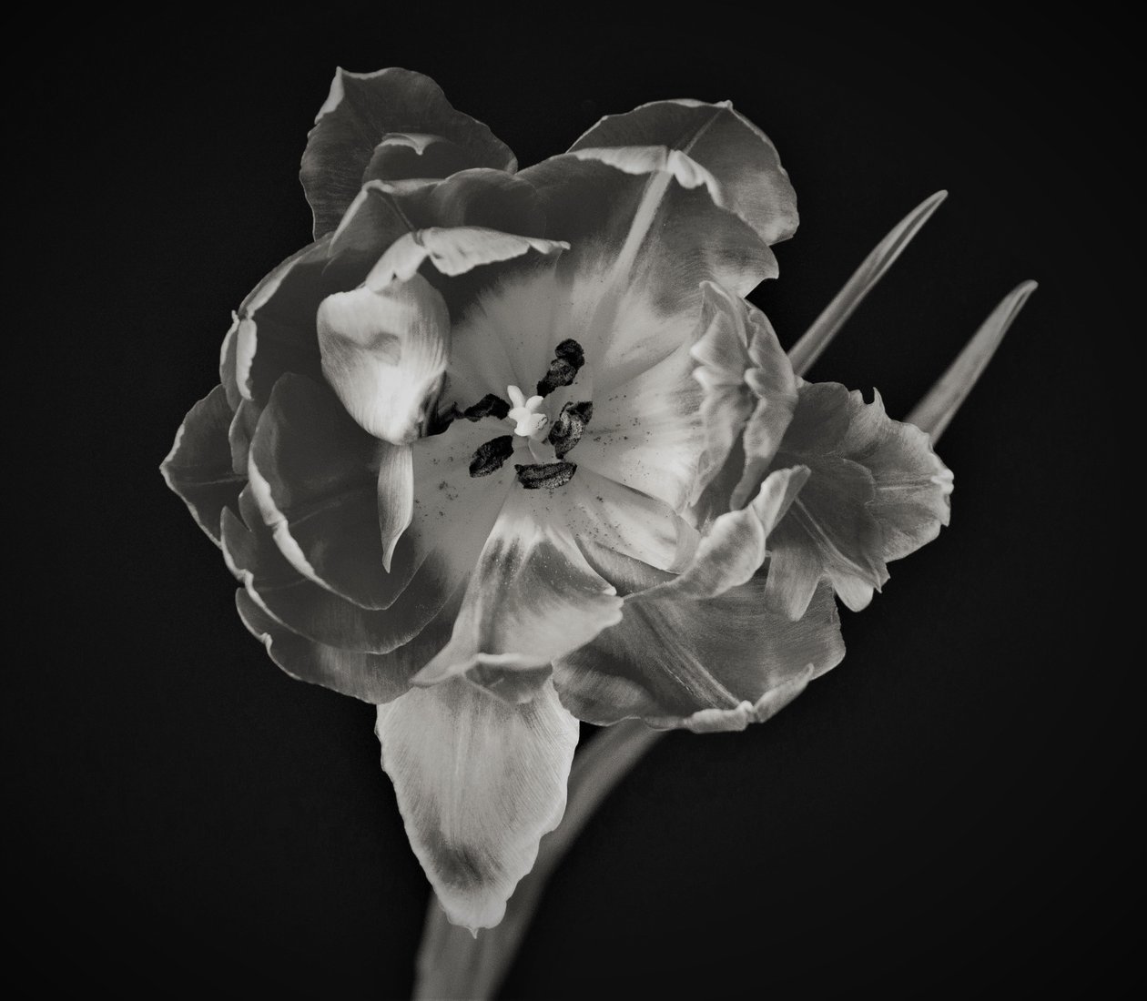 Geometria dei Fiori, 2019 da Alex Caminker