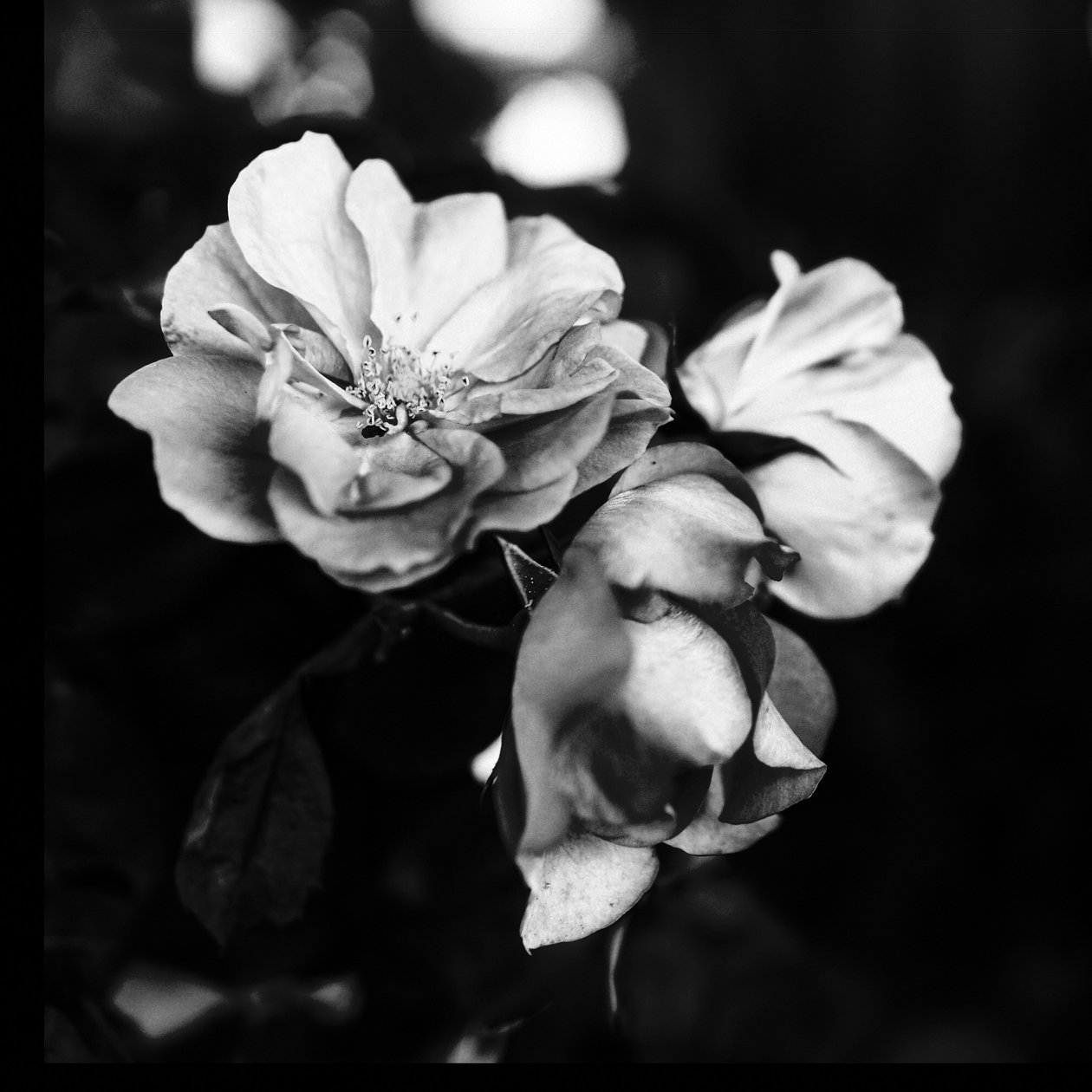 tre fiori, 2019 da Alex Caminker
