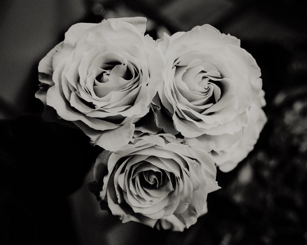 tre rose, 2019 da Alex Caminker