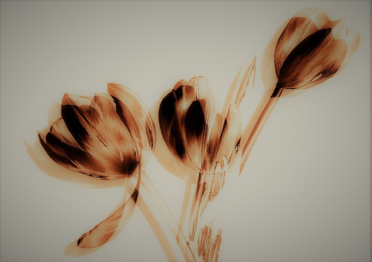 Tulipani da Alex Caminker