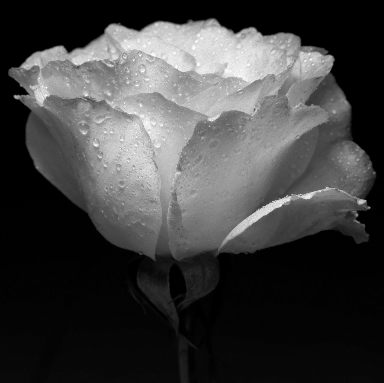 Fiore bianco e acqua, 2019 da Alex Caminker