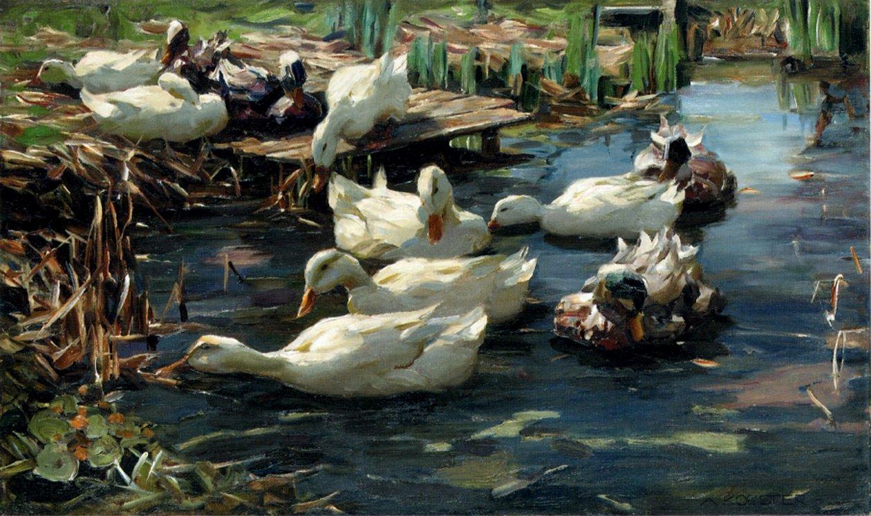Anatre in uno stagno da Alexander Koester