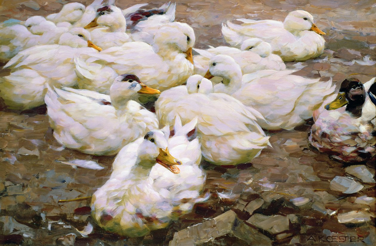 Anatre su uno stagno da Alexander Koester