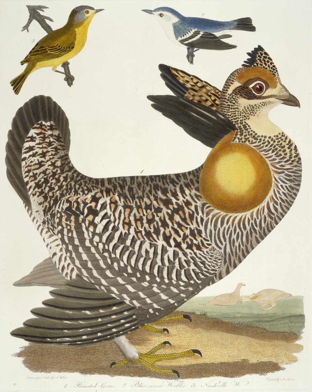 Uccelli 27. 1. Pinnated Grous. 2. Warbler blu-verde. 3. Nashville W., 1808-1814 da Alexander Wilson