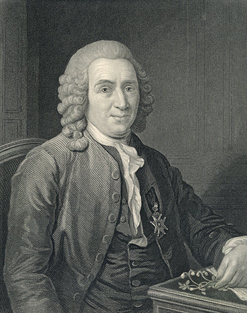 Ritratto di Carolus Linnaeus da Alexander (after) Roslin