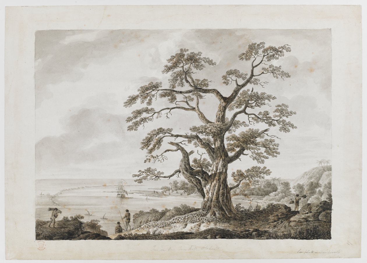 Albero sulla Collina degli Alberi, Otaheite, da 
