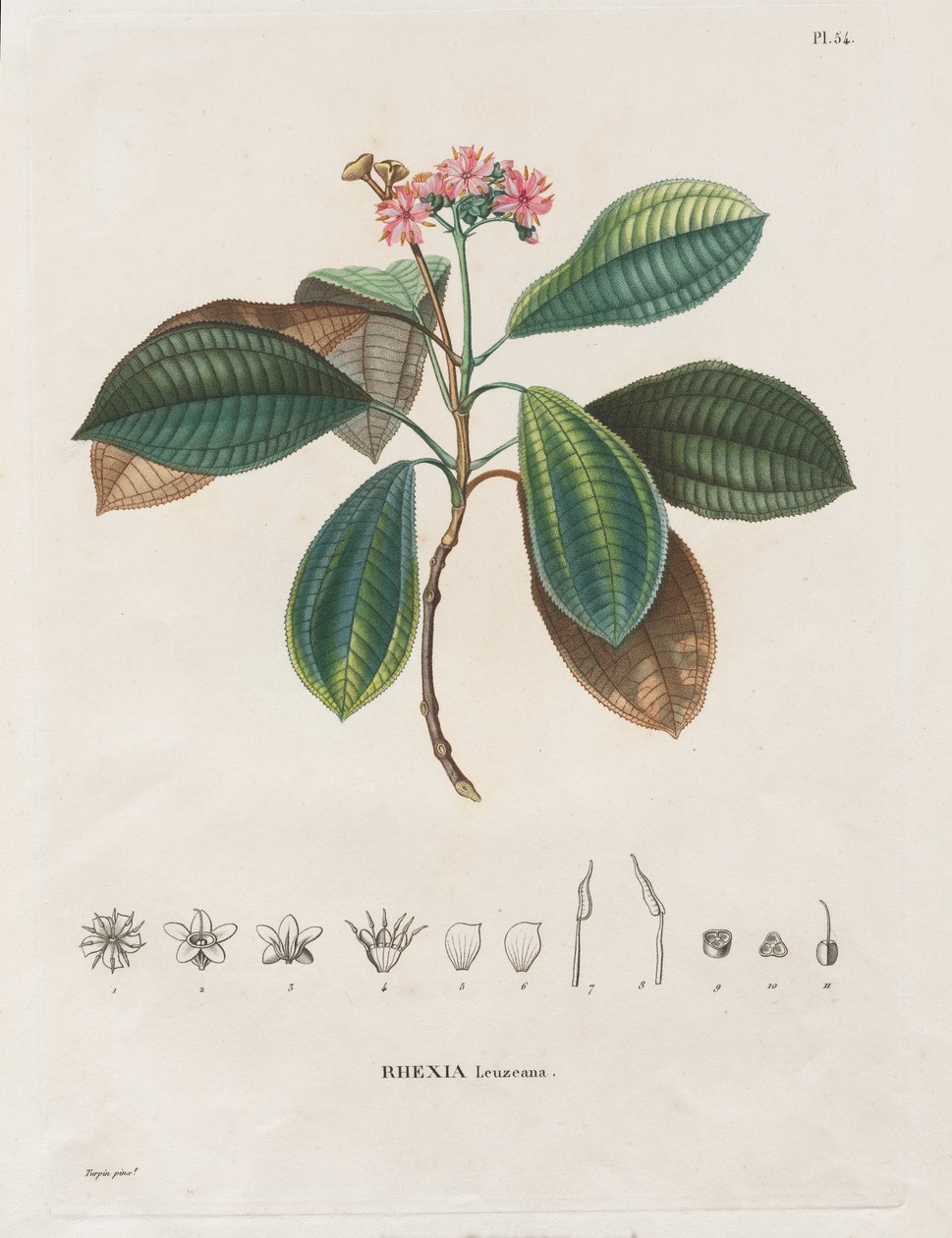 Voyage aux Régions équinoxiales du nouveau continent, fait dans les années 1709 à 1804: Monographie des melastomacées: No. 54 da Alexander, Freiherr von Humboldt