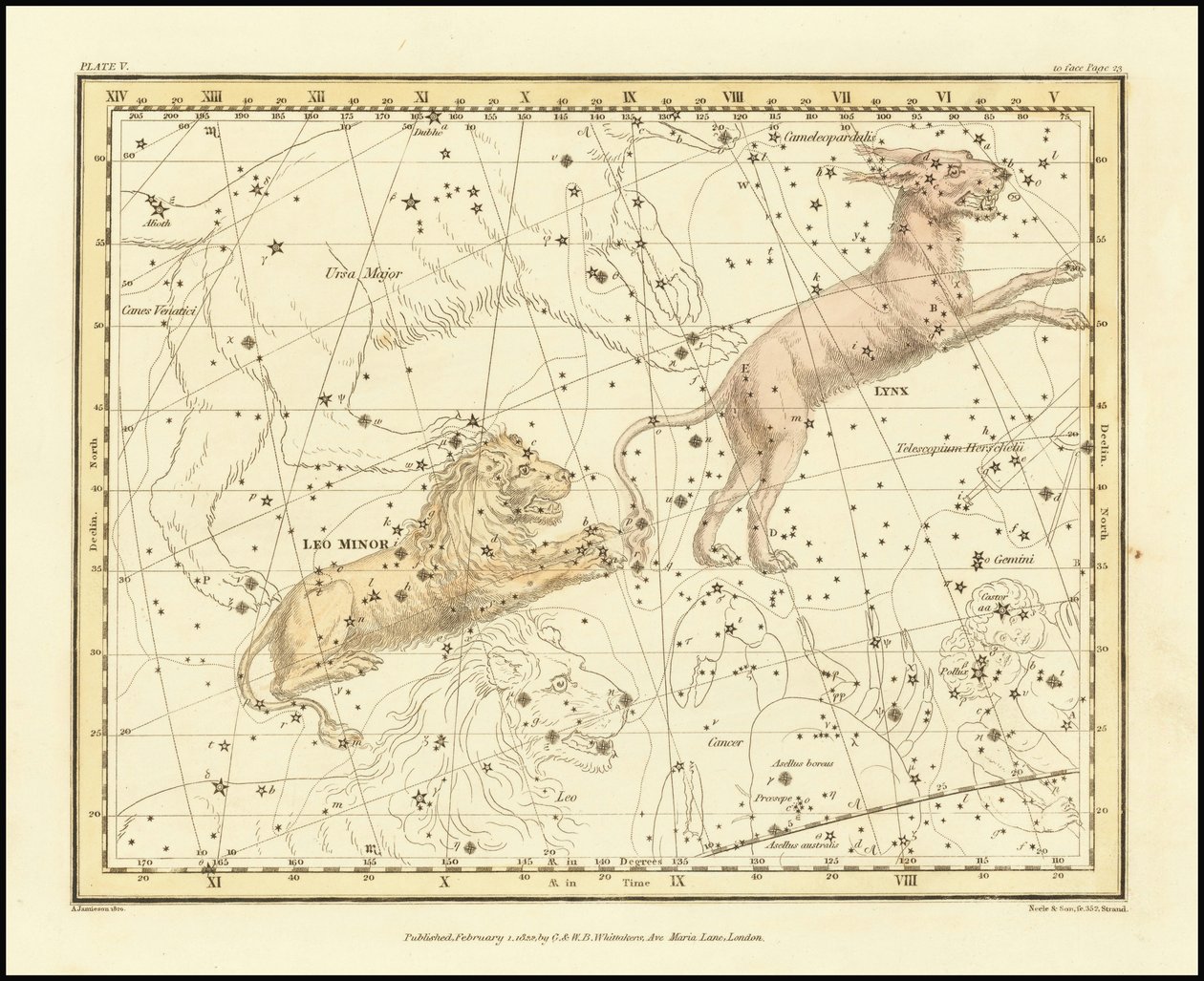 1822 - Alexander Jamieson - Lince e Leone minore da Alexander Jamieson