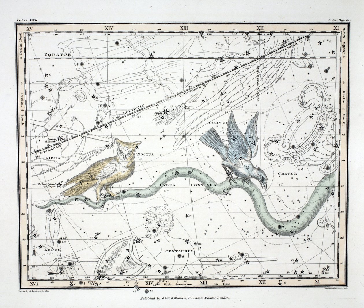 Le costellazioni (Tavola XXVII) Hydra Continua, Crater, Covus, Centaurus et Lupus, da 