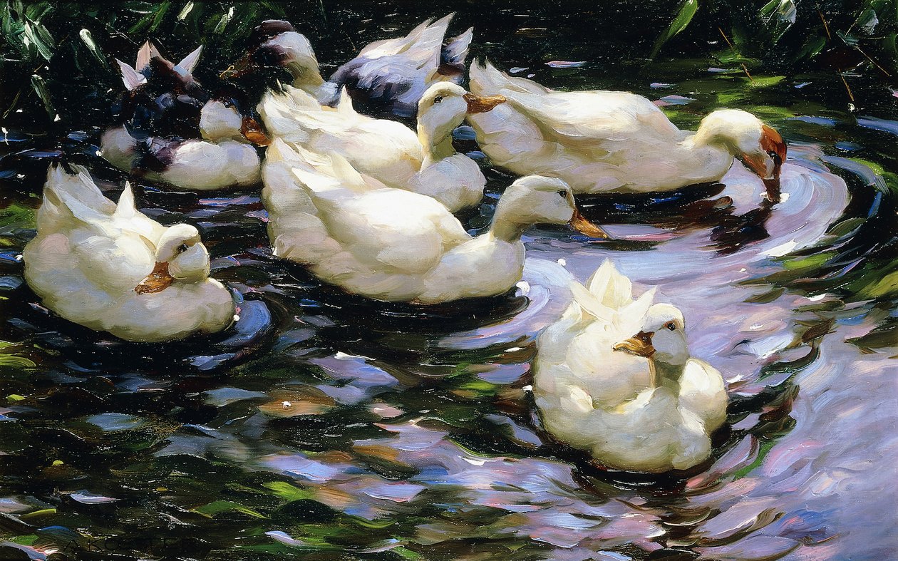 Anatre che Nuotano in un Lago Illuminato dal Sole da Alexander Koester