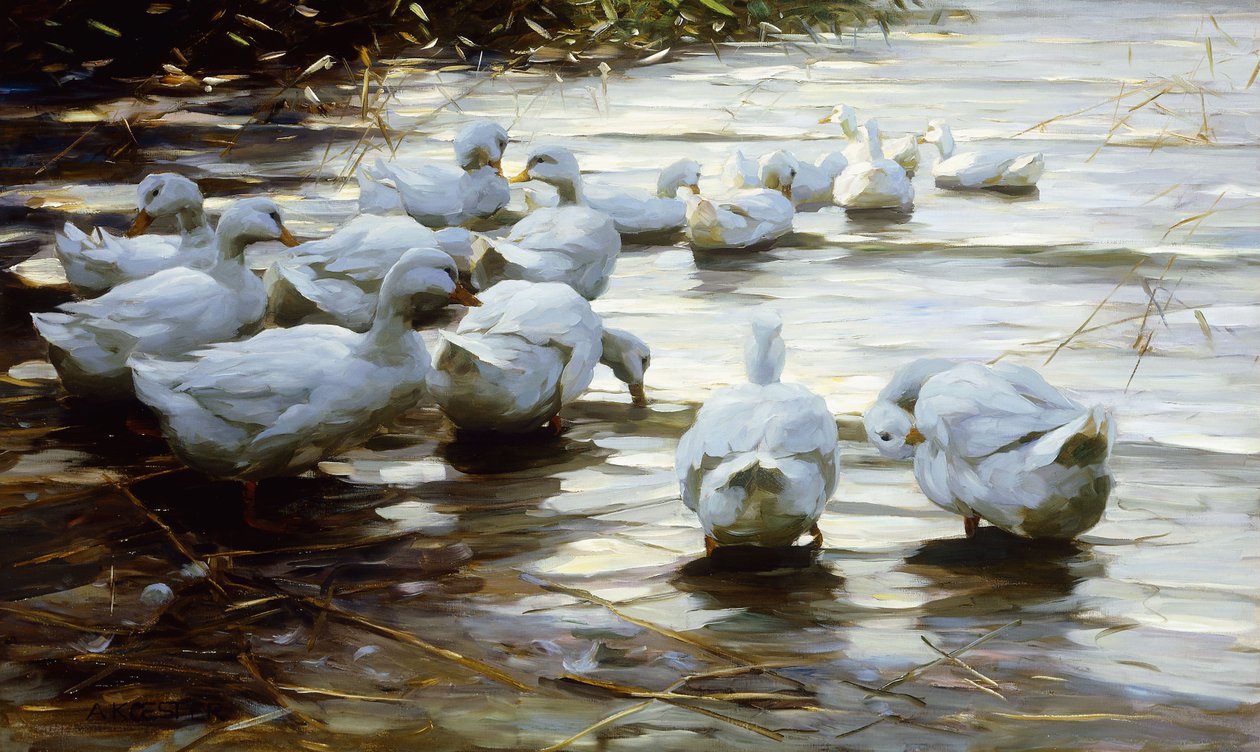Anatre in Acqua Bassa da Alexander Koester