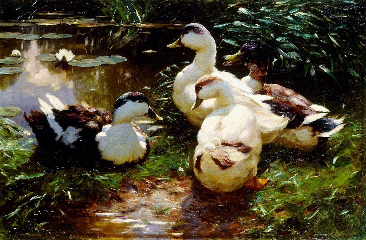 Anatre sulla riva del fiume da Alexander Koester
