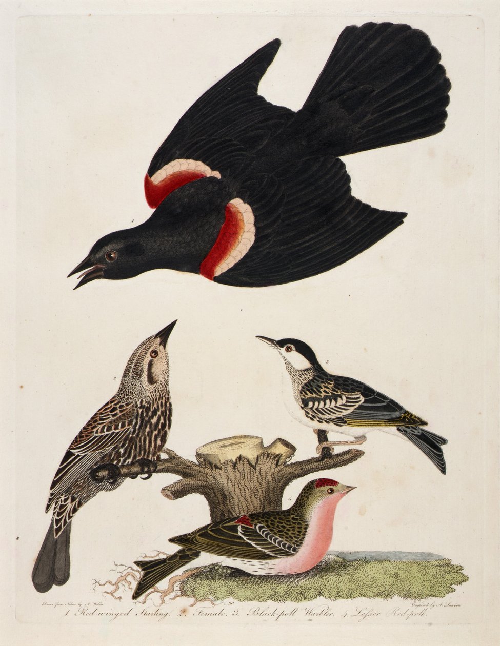 1. Storno dalle ali rosse. 2. Femmina. 3. Usignolo dal collare nero. 4. Pollo rosso minore da Alexander Lawson