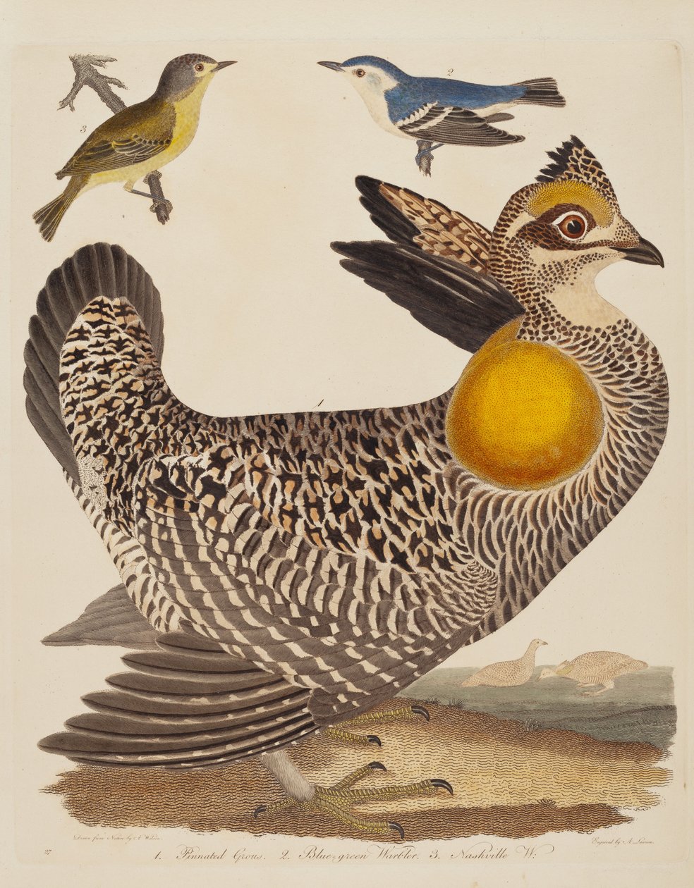 Gallo pinnato, Parula blu-verde e Parula di Nashville, pubblicato 1808-1814 da Alexander Lawson