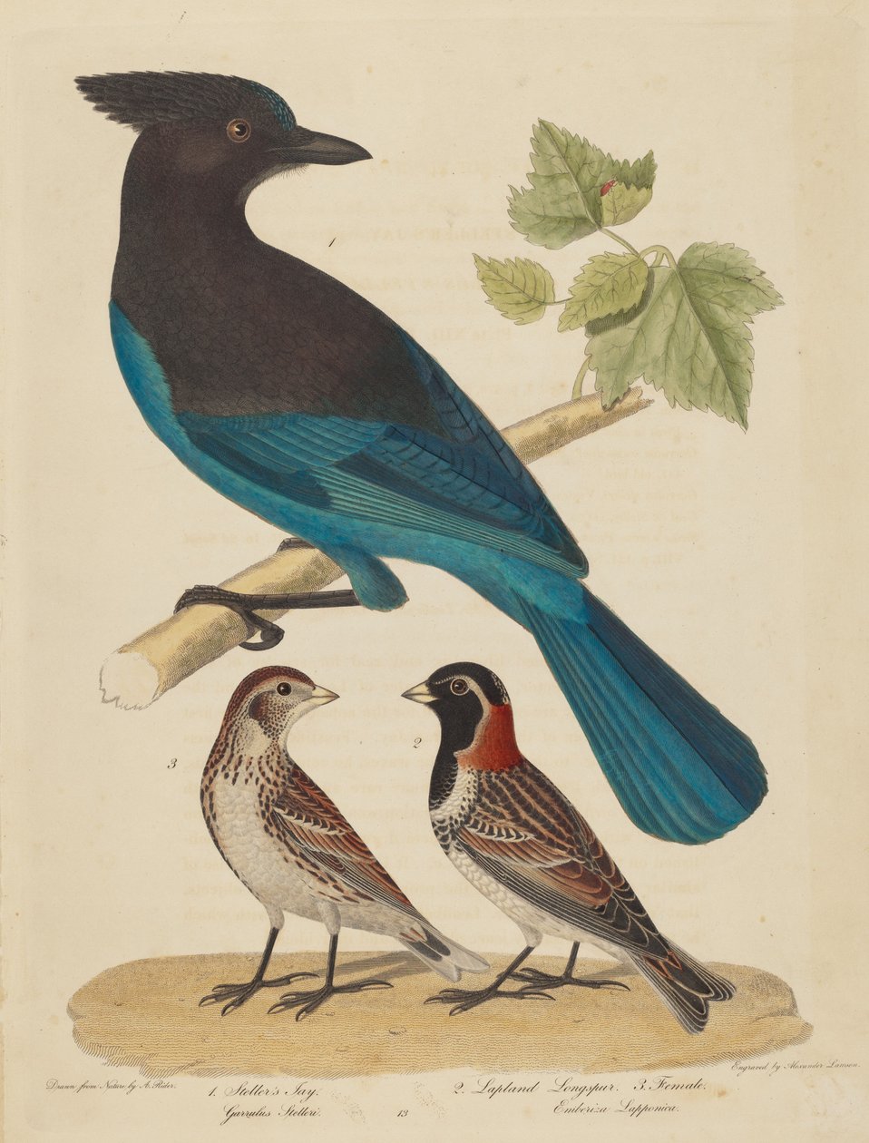 Ghiandaia di Steller, Zigolo delle Nevi e Femmina da Alexander Lawson after Alexander Rider