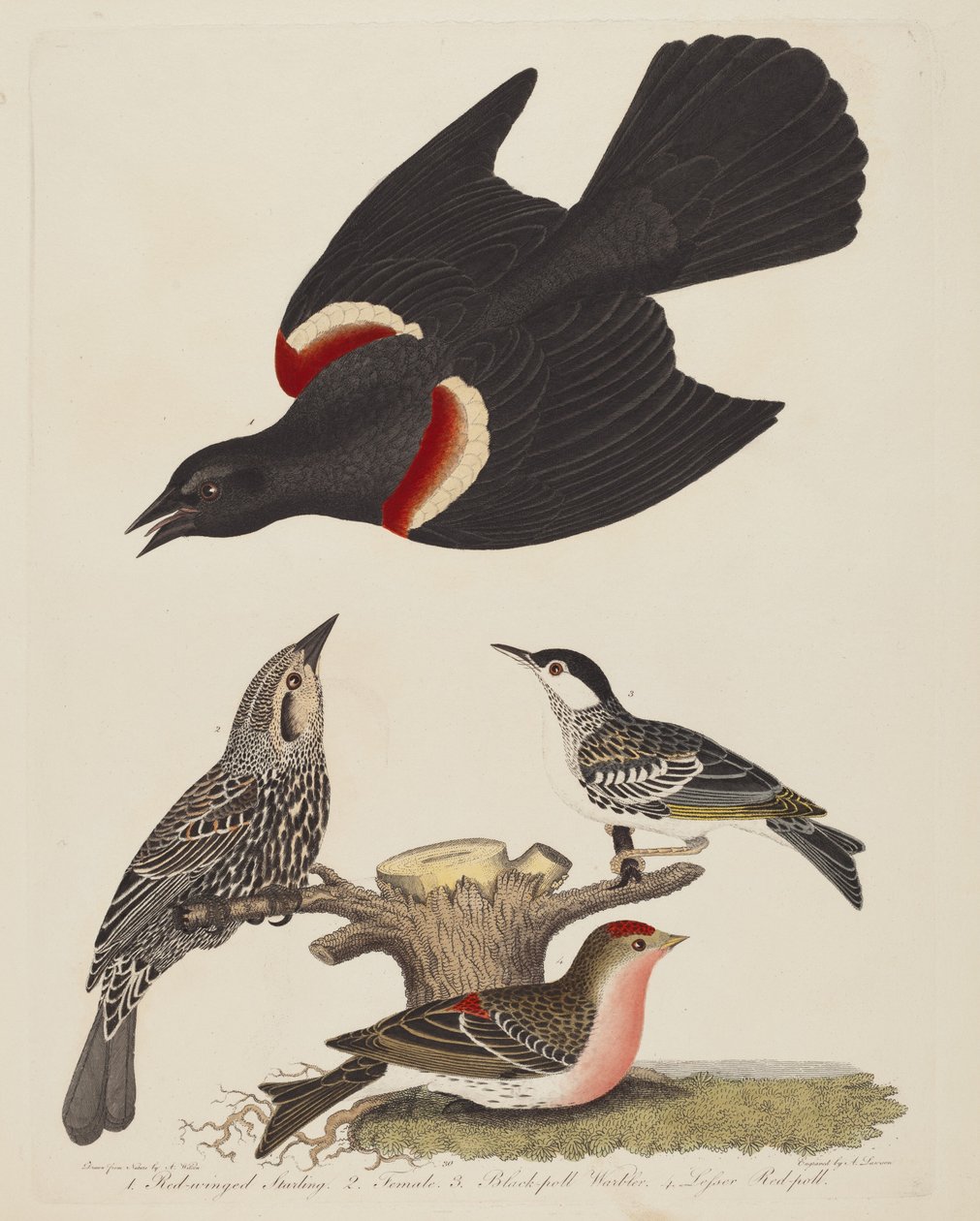 Storno dalle ali rosse, femmina di storno dalle ali rosse, parula dal cappuccio nero e lucherino minore da Alexander Lawson after Alexander Wilson