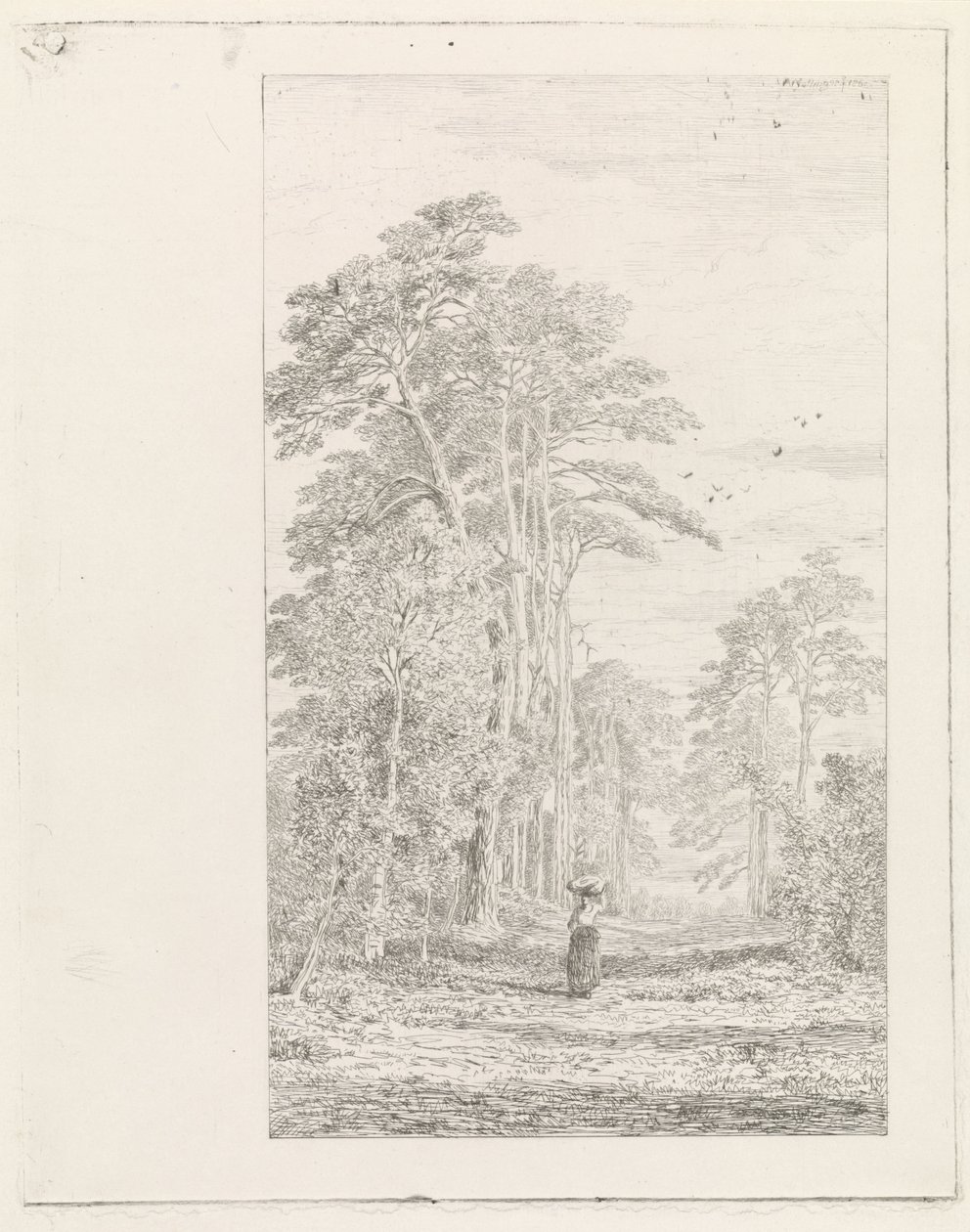 Viale di pini da Alexander Mollinger