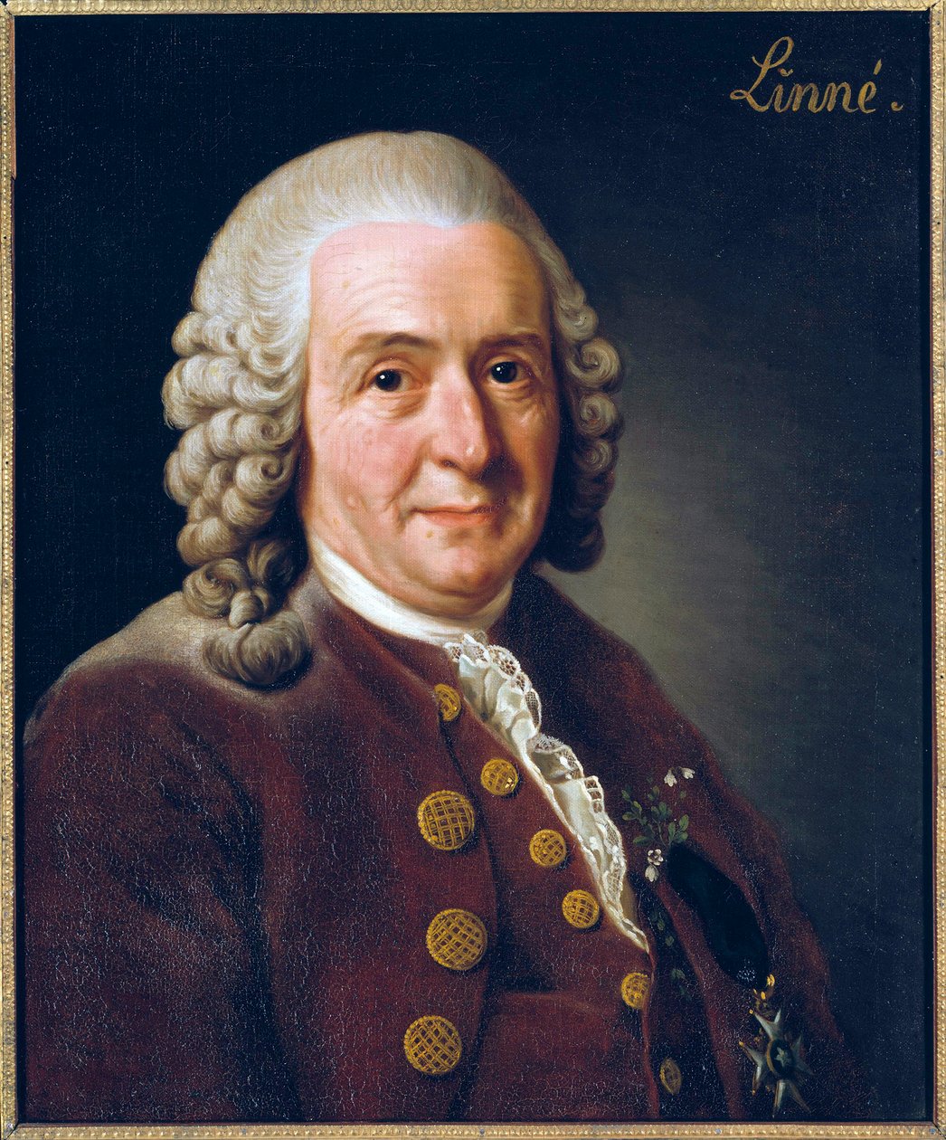 Ritratto di Carl von Linne (Linneus) da Alexander Roslin