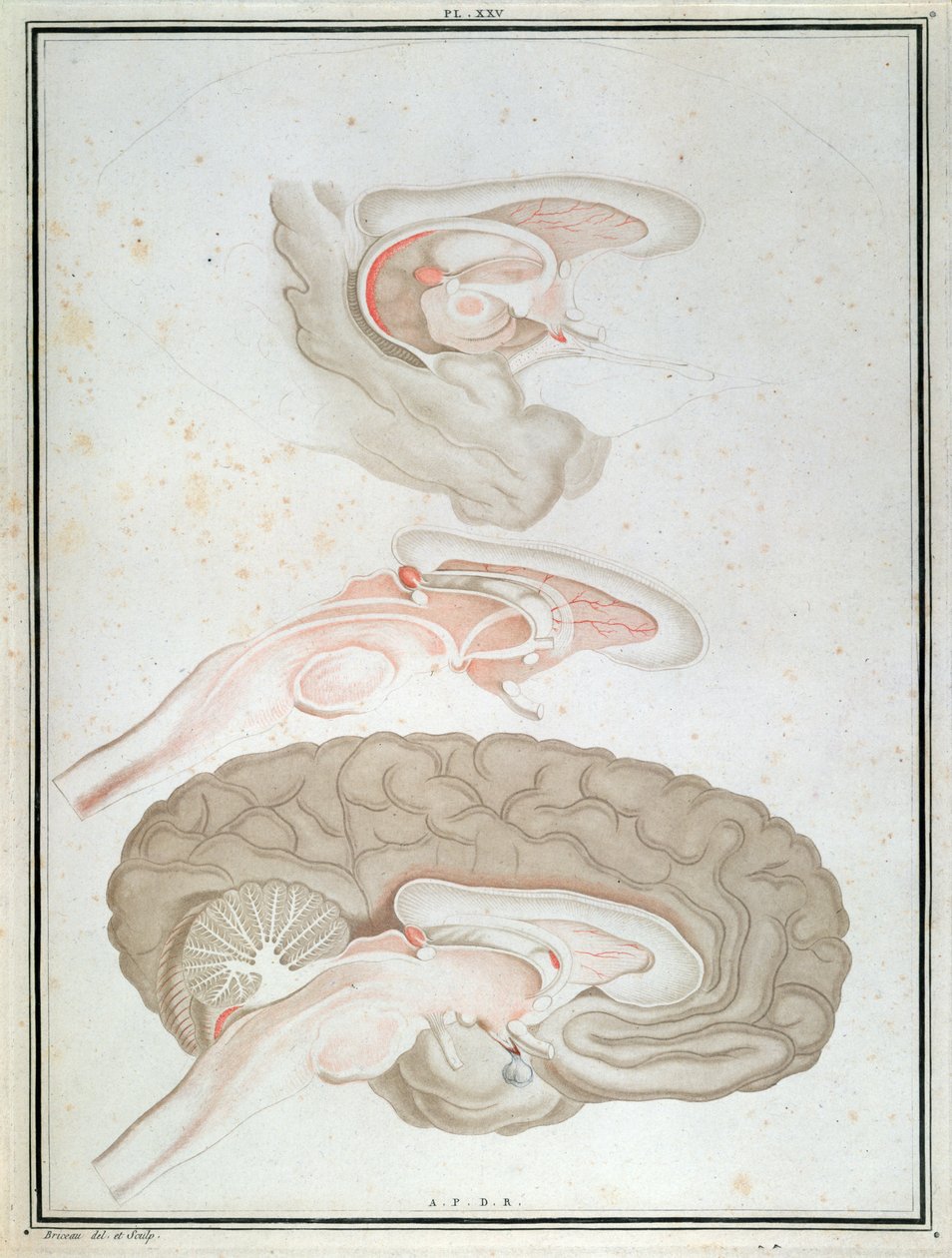Sezione trasversale del cervello, da 