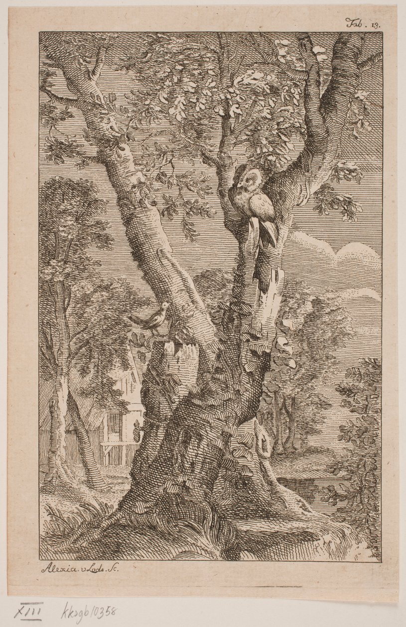 Il gufo e l