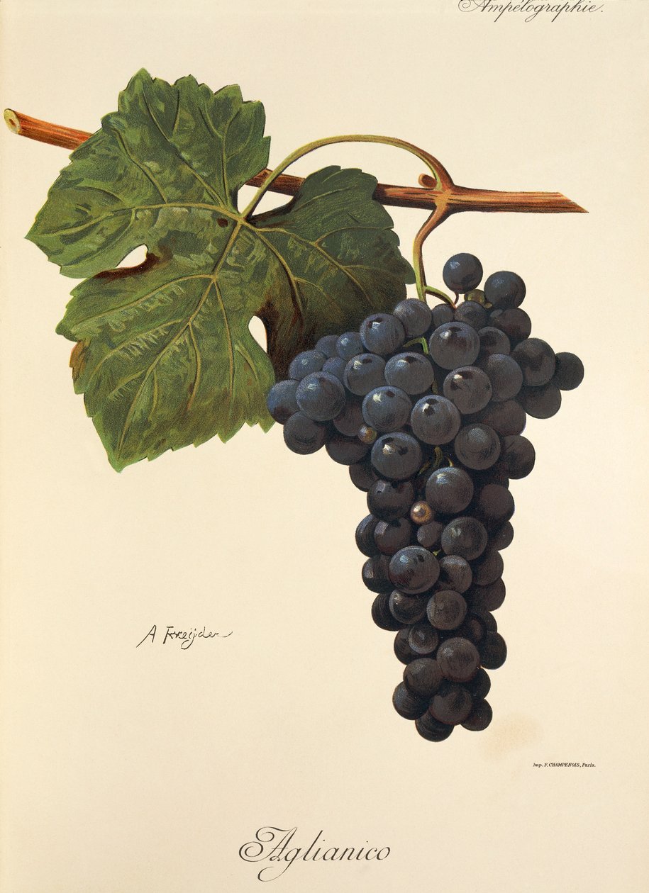 Aglianico da Alexis Kreyder