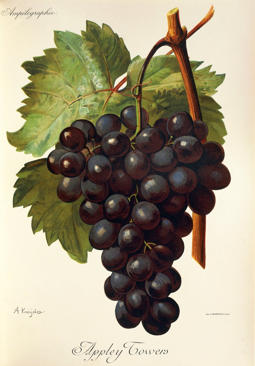 Uva Appley Towers. Illustrazione di A. Kreyder, Pessione, da Traite General de Viticulture. Ampelographie da Alexis Kreyder