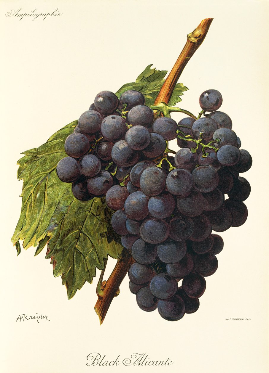 Uva Black Alicante da Alexis Kreyder