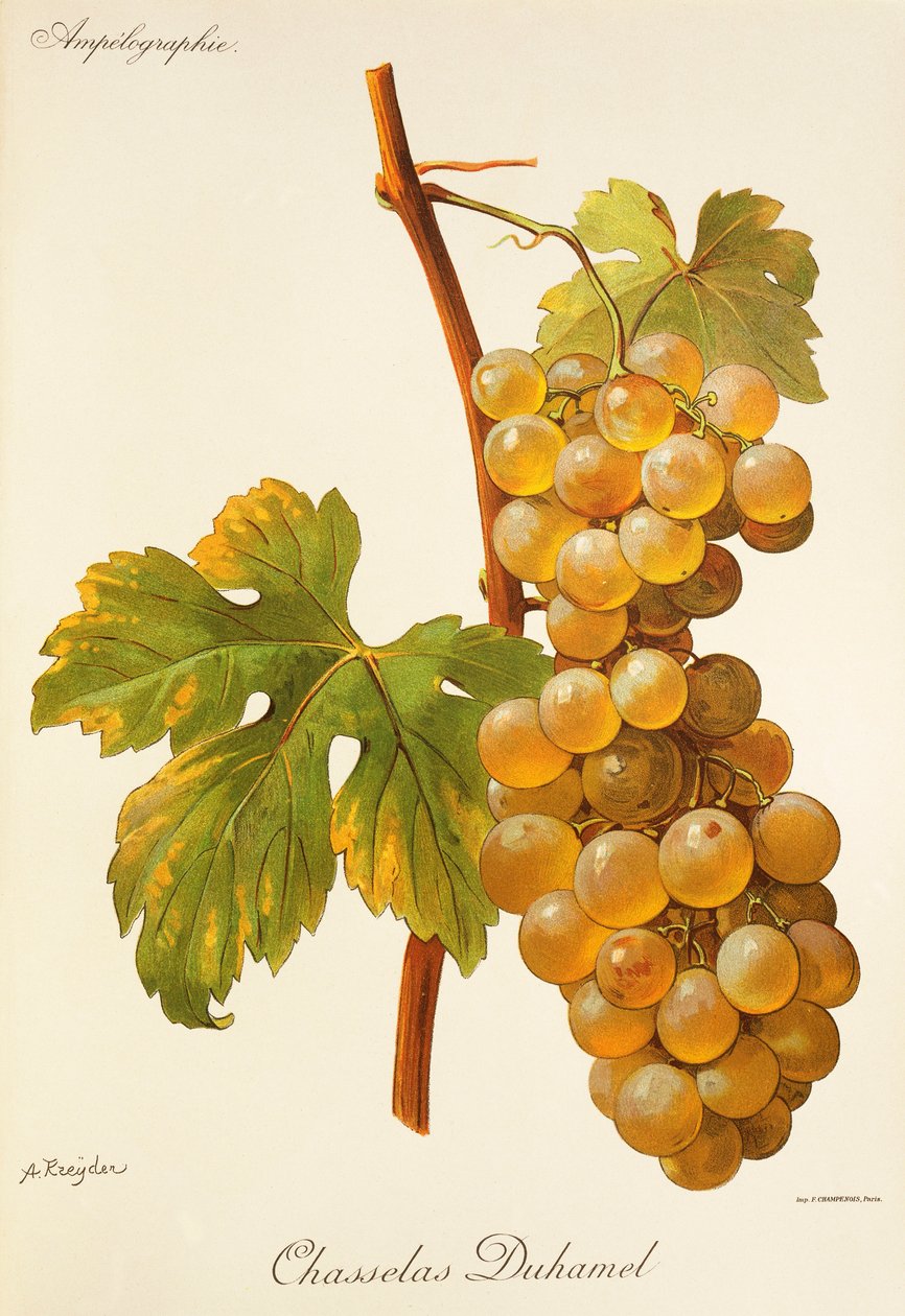 Chasselas Duhamel da Alexis Kreyder