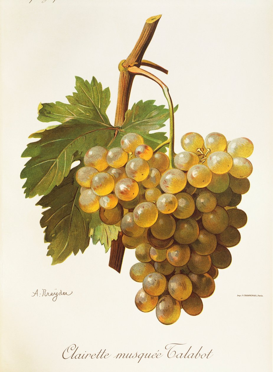 Clairette Musquee da Alexis Kreyder