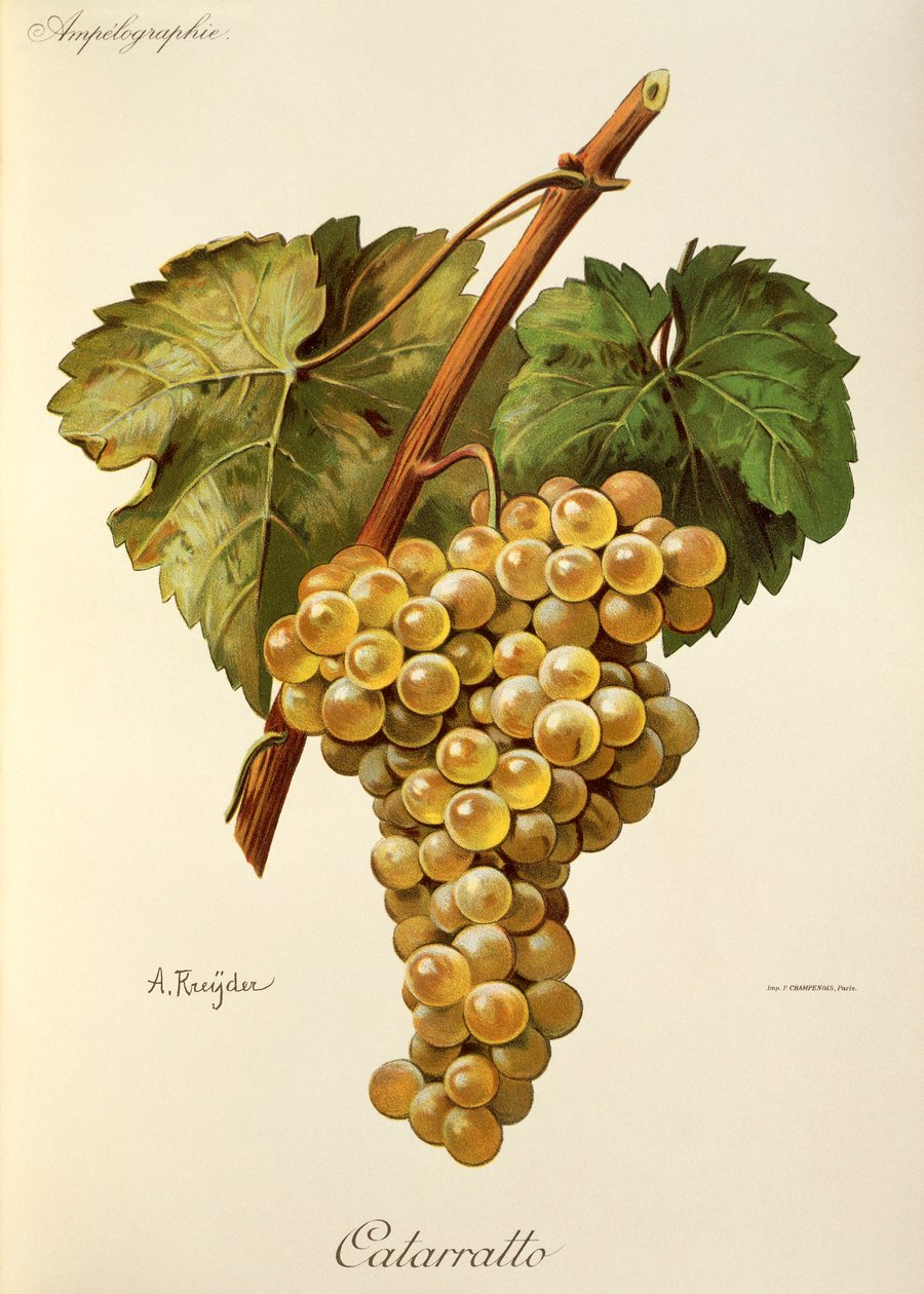 Uva Fiano da Alexis Kreyder