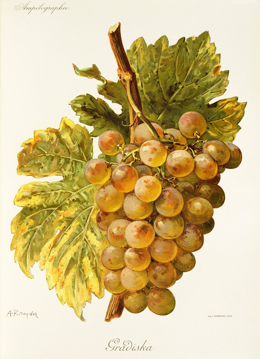 Gradiska da Alexis Kreyder