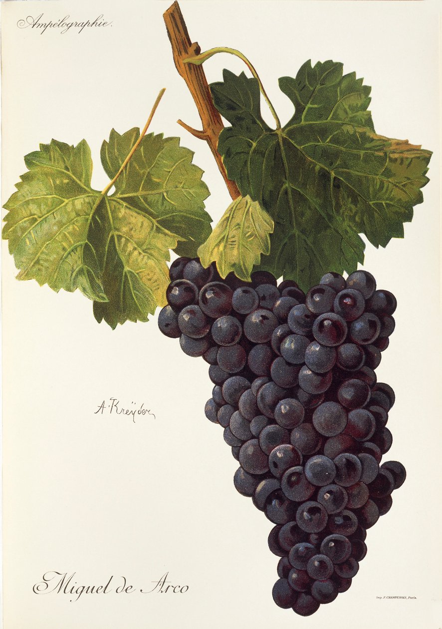 Uva Miguel de Arco da Alexis Kreyder