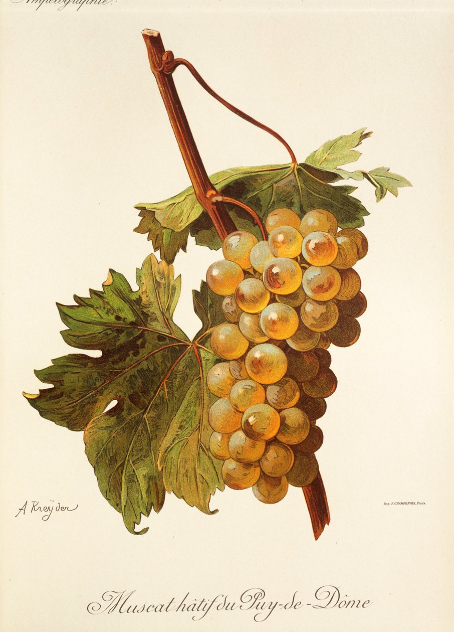 Uva Muscat Hatif du Puy-de-Dome da Alexis Kreyder
