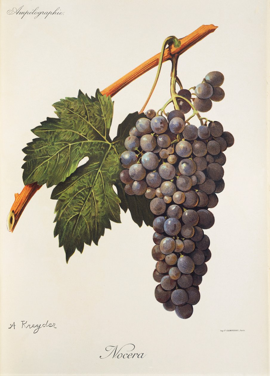 Uva Nocera da Alexis Kreyder