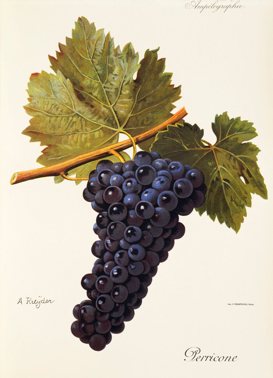 Uva Perricone da Alexis Kreyder