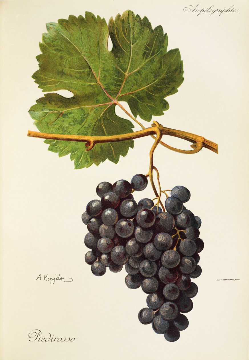 Uva Piedirosso da Alexis Kreyder