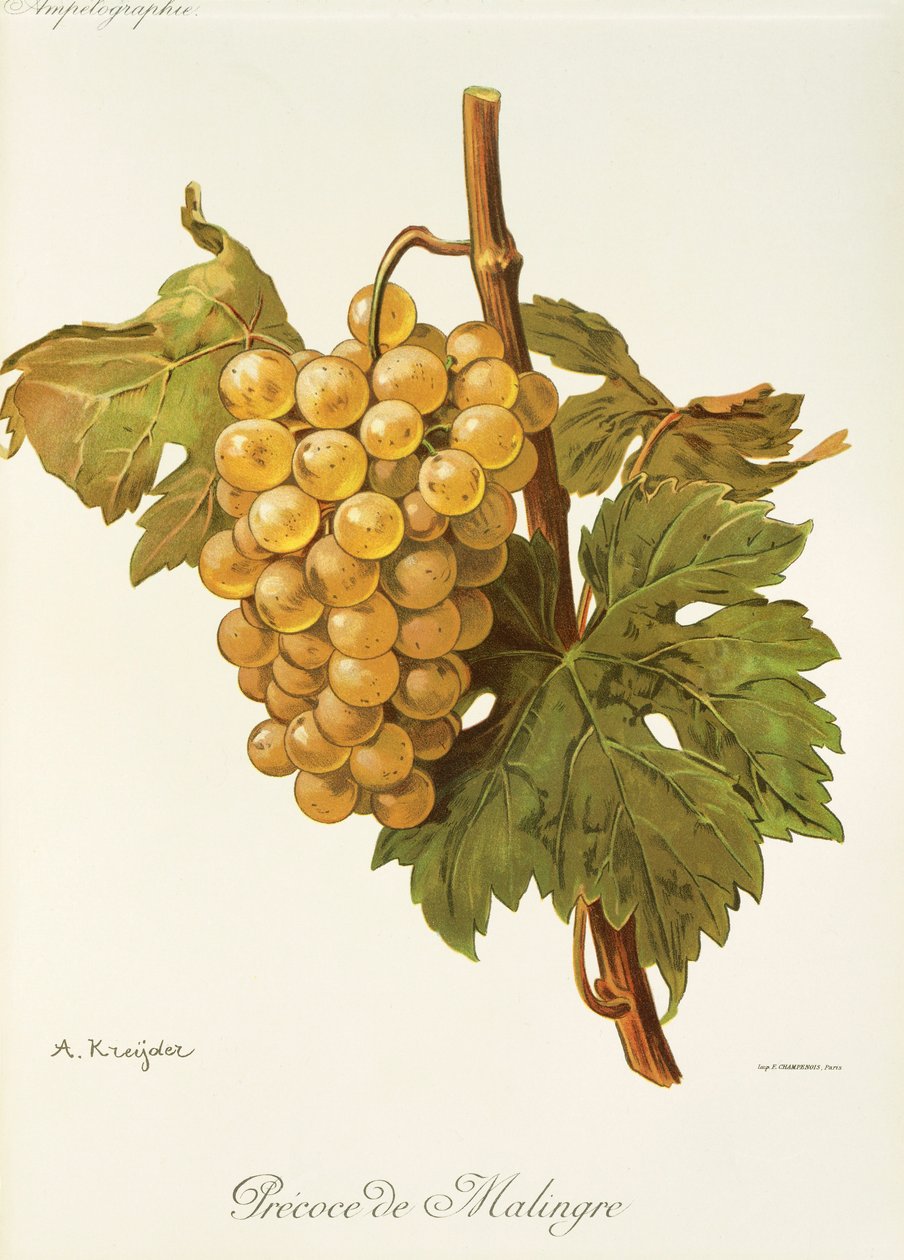 Uva Precoce de Malingre da Alexis Kreyder