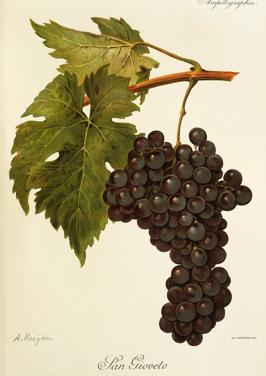 Uva San Gioveto da Alexis Kreyder