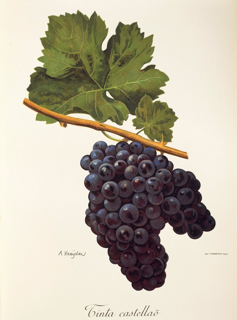 Uva Tinta Castellao da Alexis Kreyder